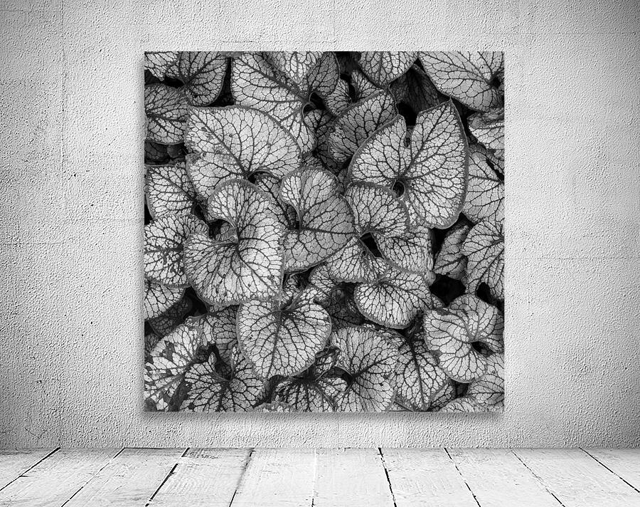 Jack Frost Plant Wall Preview