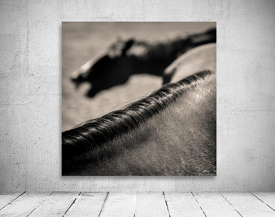 Horse Play Wall Preview