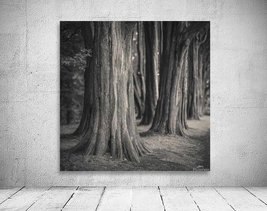 Plas Newydd Trees Wall Preview