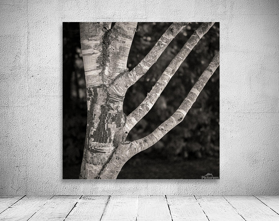 Burghley Birch Tree Wall Preview