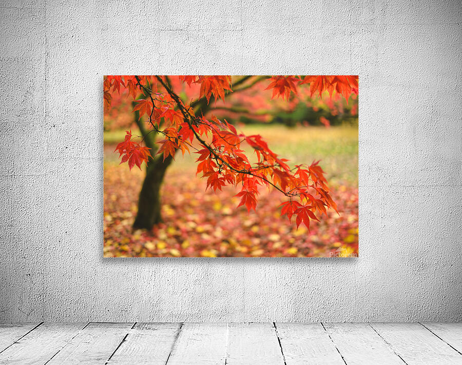 Autumn Japanese Maple Wall Preview