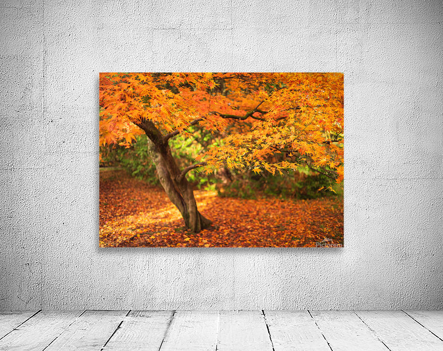 Maple Autumn Beauty Wall Preview