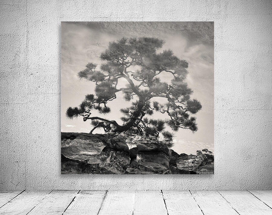 Pine Bonsai Reflection Wall Preview