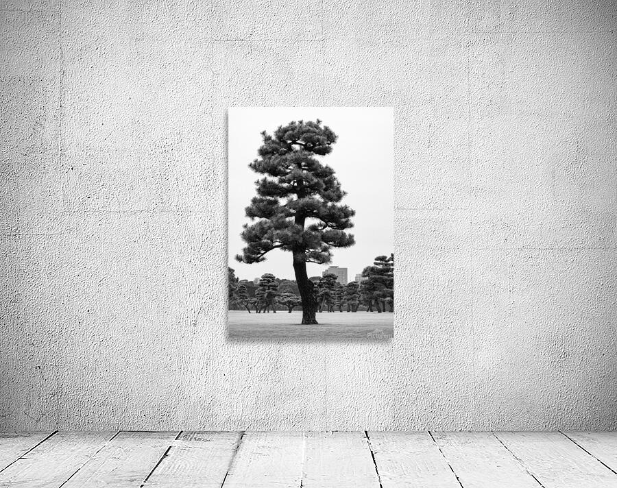 Japanese Black Pine Tree Wall Preview