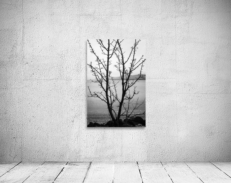 Islay Tree Wall Preview