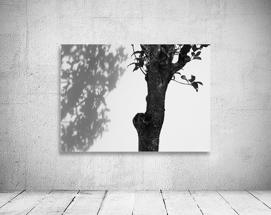 Nijo Castle Tree Wall Preview