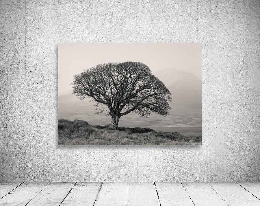 Islay Sentinel Wall Preview