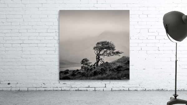 Skye Tree Wall Preview