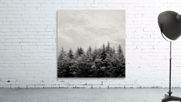 Snowcapped Firs Wall Preview