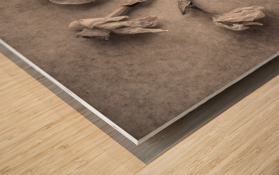 Fading Beauty Wood print