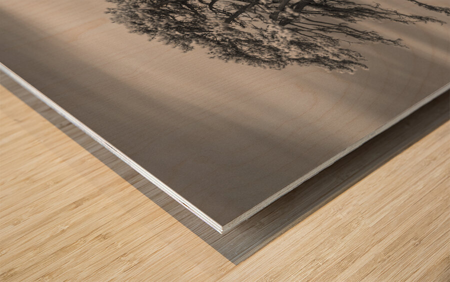 Llansteffan Cedar Tree Impression sur bois