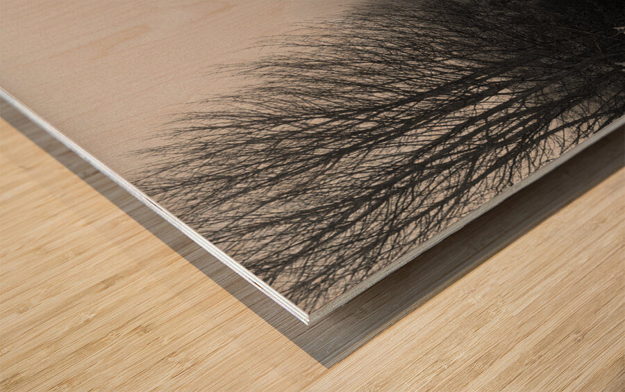 Tracks to Nowhere Wood print