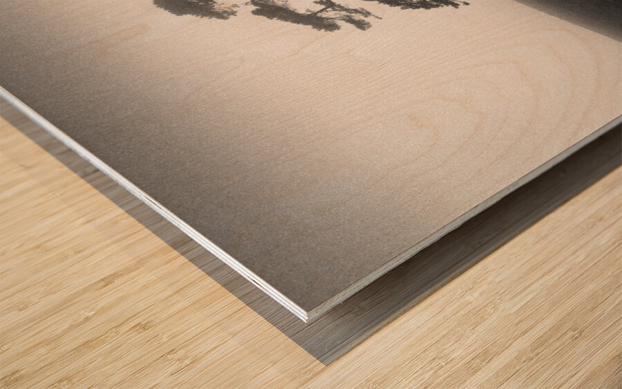 St Cyrus Tree Wood print