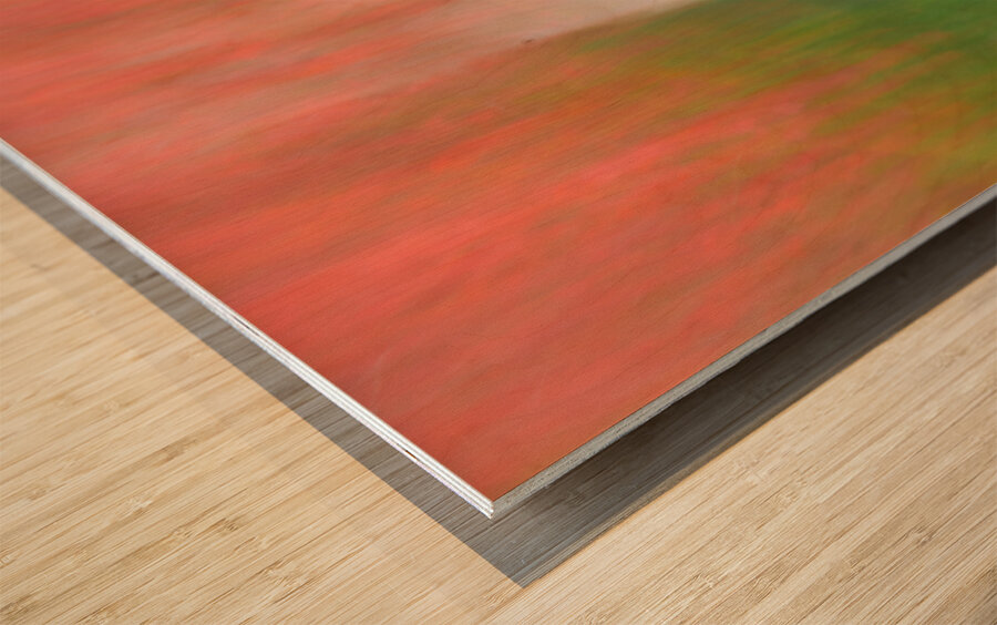 Maple in Motion Wood print