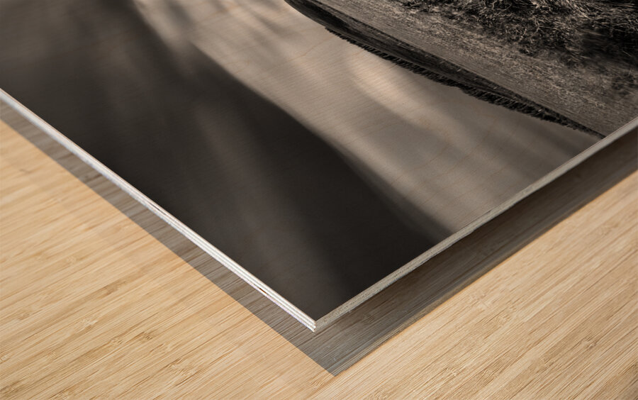 Tracks to Corgarff Castle Wood print