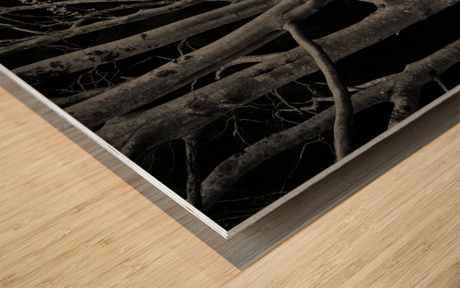 Beech Tree Wood print