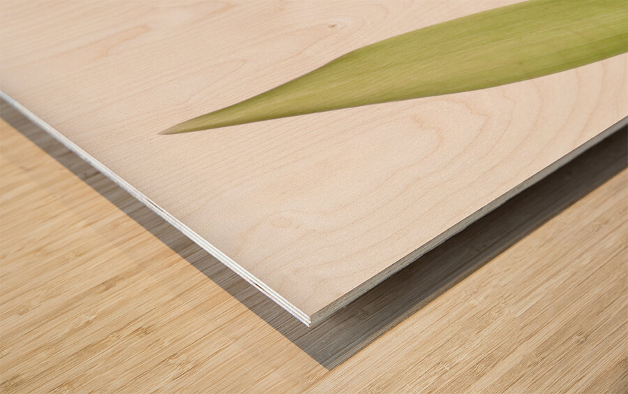 Red Tulip Wood print