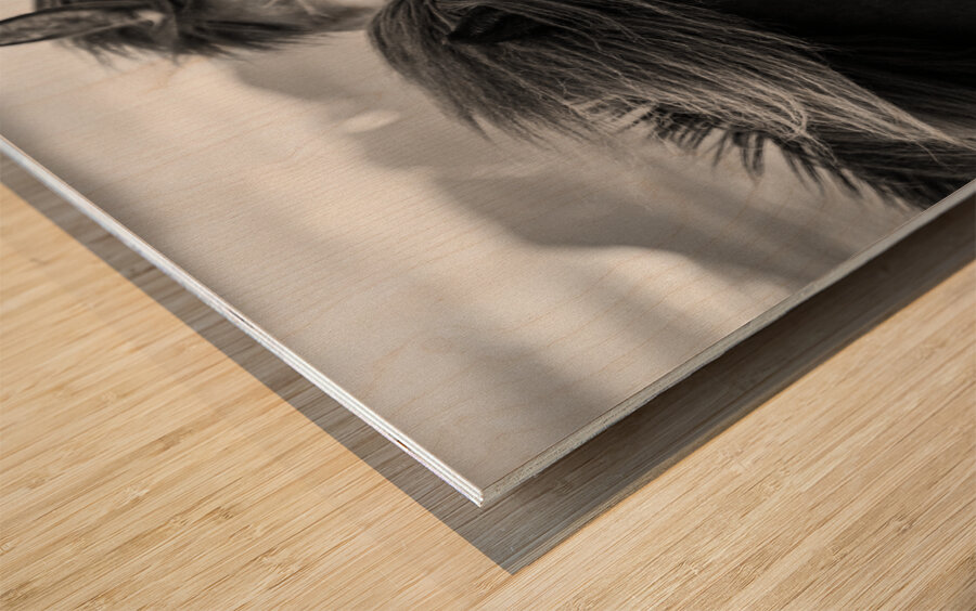 Wild Icelandic Horses Impression sur bois