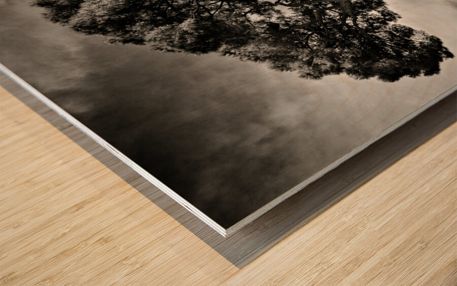 Roman Forum Trees Impression sur bois