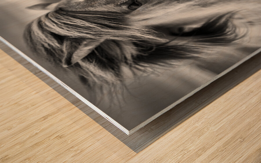 Icelandic Horse Wood print