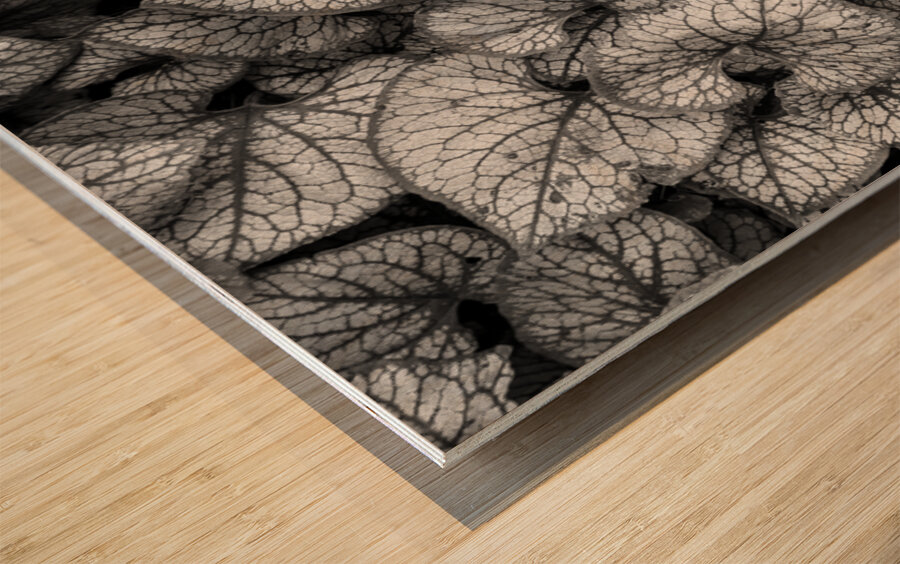 Jack Frost Plant Wood print