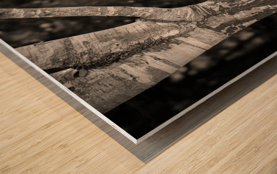 Burghley Birch Tree Impression sur bois