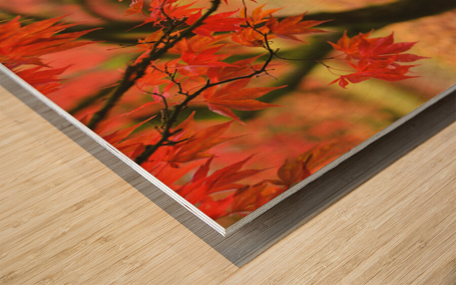 Autumn Japanese Maple Wood print
