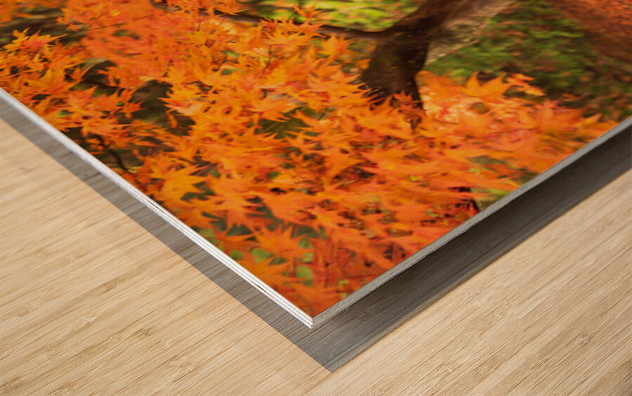 Maple Autumn Beauty Wood print