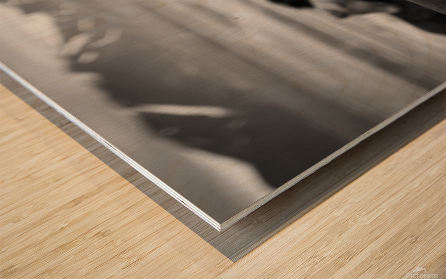 Icelandic Horses Impression sur bois