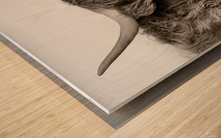 Highland Coo Impression sur bois