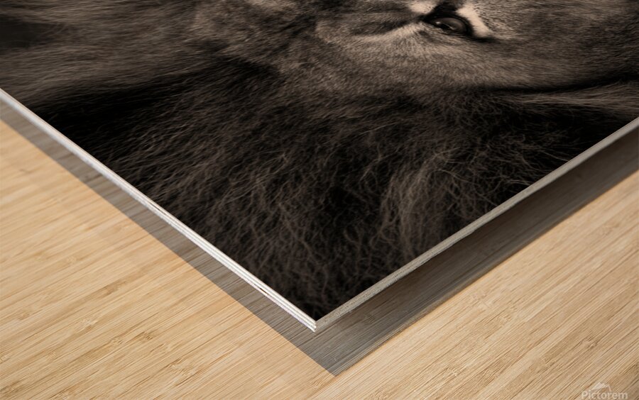 Lion Impression sur bois