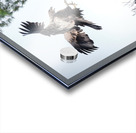 Bird Photography  Acrylic print