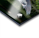 Bird Photography  Acrylic print