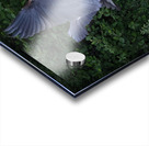 Bird Photography  Acrylic print
