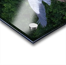 Bird Photography    Acrylic print