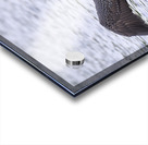 Bird Photography    Acrylic print