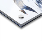Bird Photography    Acrylic print