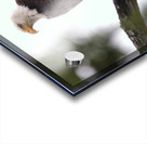 Bird Photography   Acrylic print