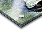 Bird Photography    Acrylic print