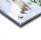 Bird Photography    Acrylic print