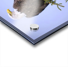 Bird Photography    Acrylic print