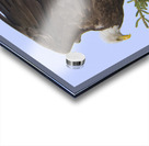 Bird Photography    Acrylic print