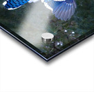 Bird Photography    Acrylic print