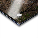 Bird Photography    Acrylic print