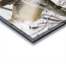 Bird Photography    Acrylic print