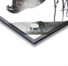 Bird Photography    Acrylic print