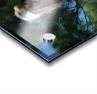 Bird Photography    Acrylic print