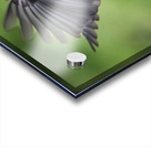 Bird Photography    Acrylic print