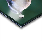 Bird Photography    Acrylic print