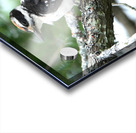 Bird Photography    Acrylic print